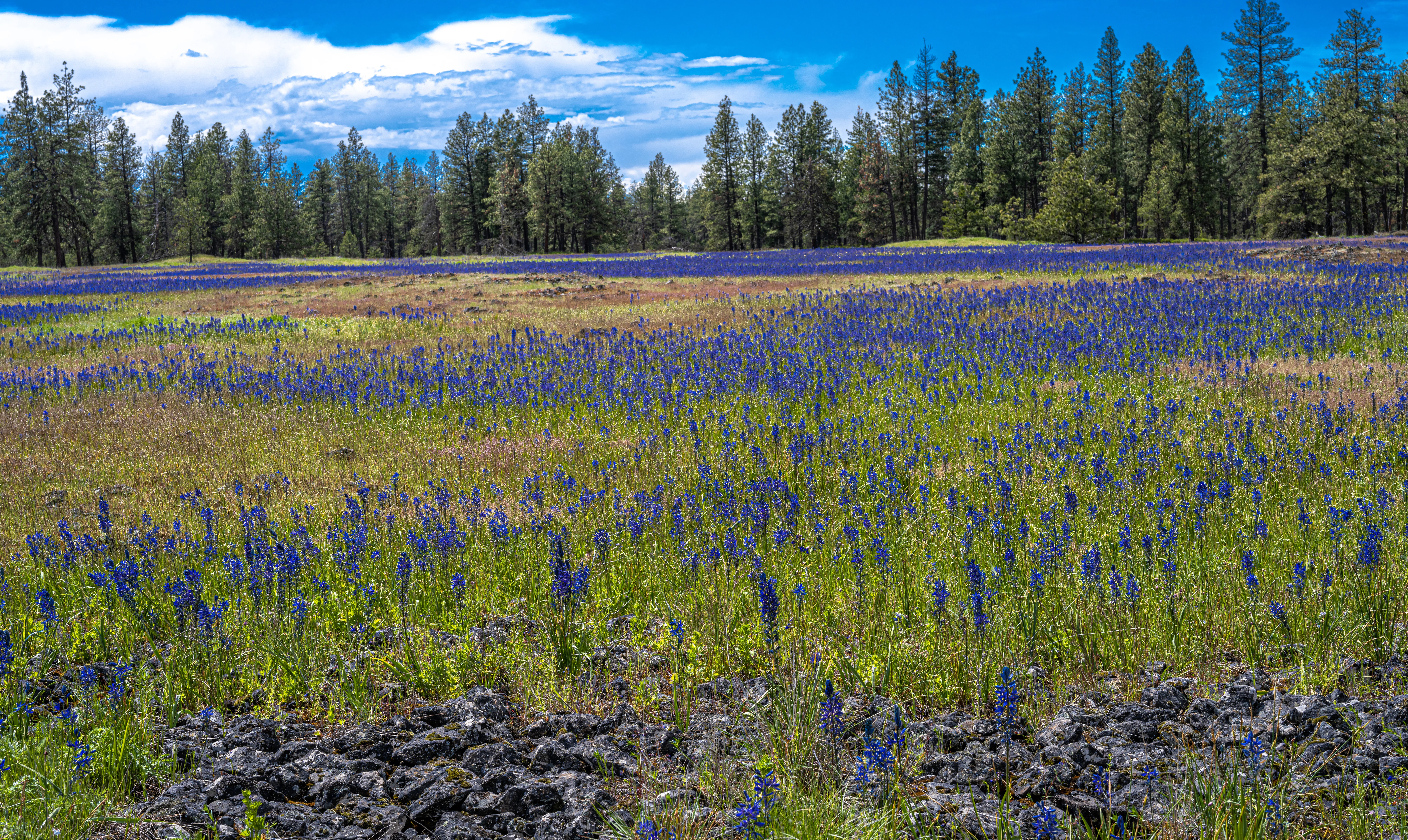 Camas, Washington