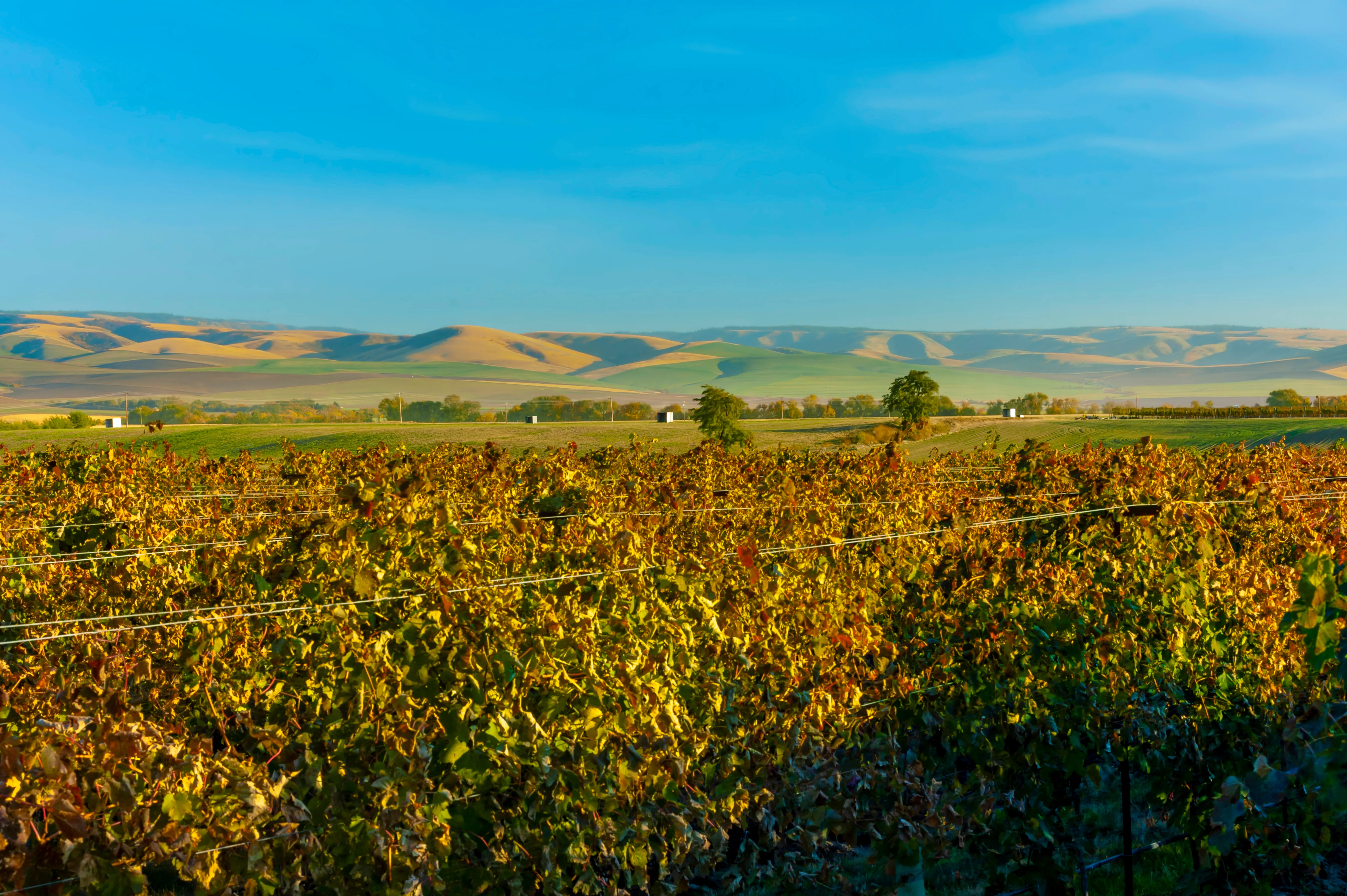Walla Walla, Washington