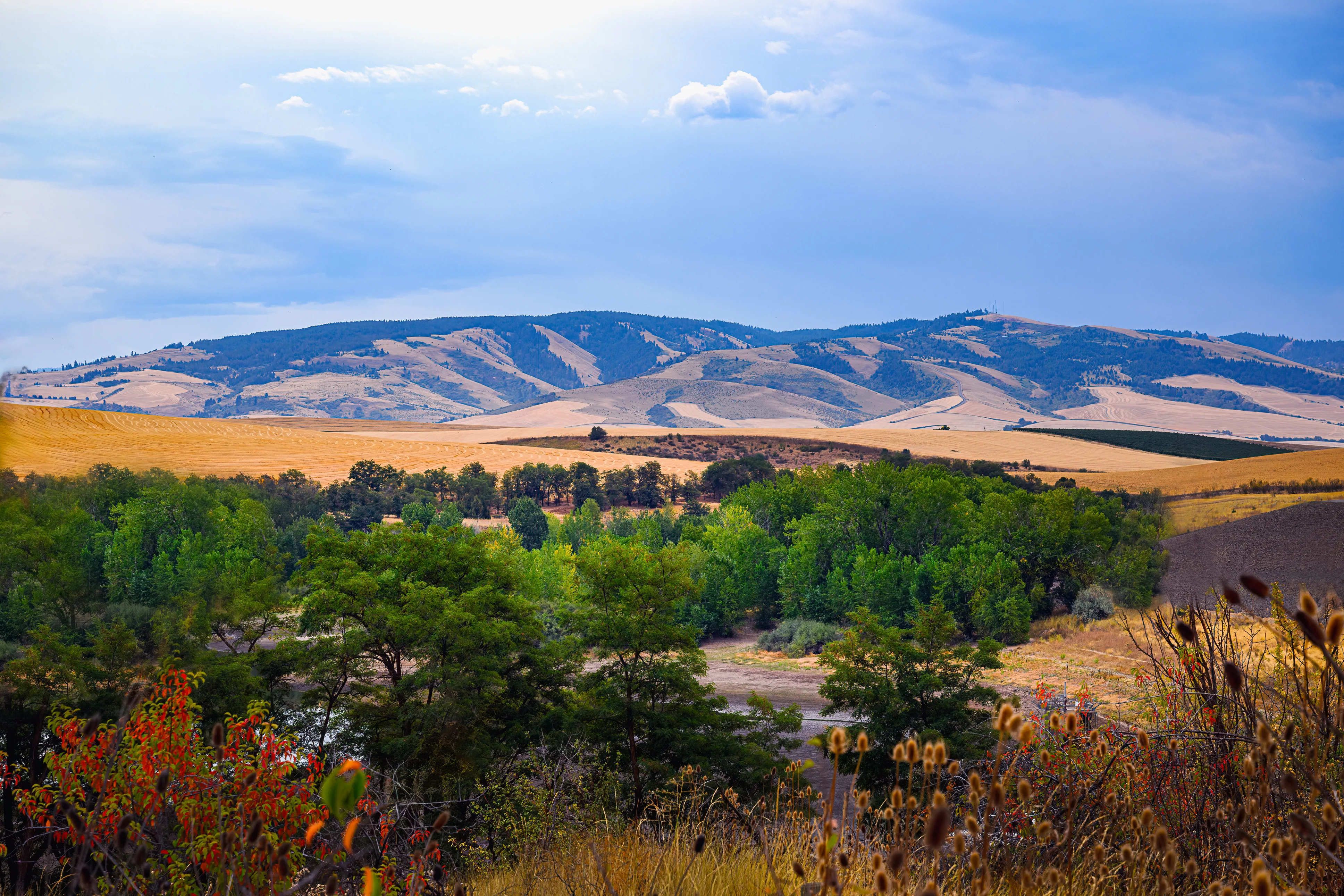 Walla Walla, Washington