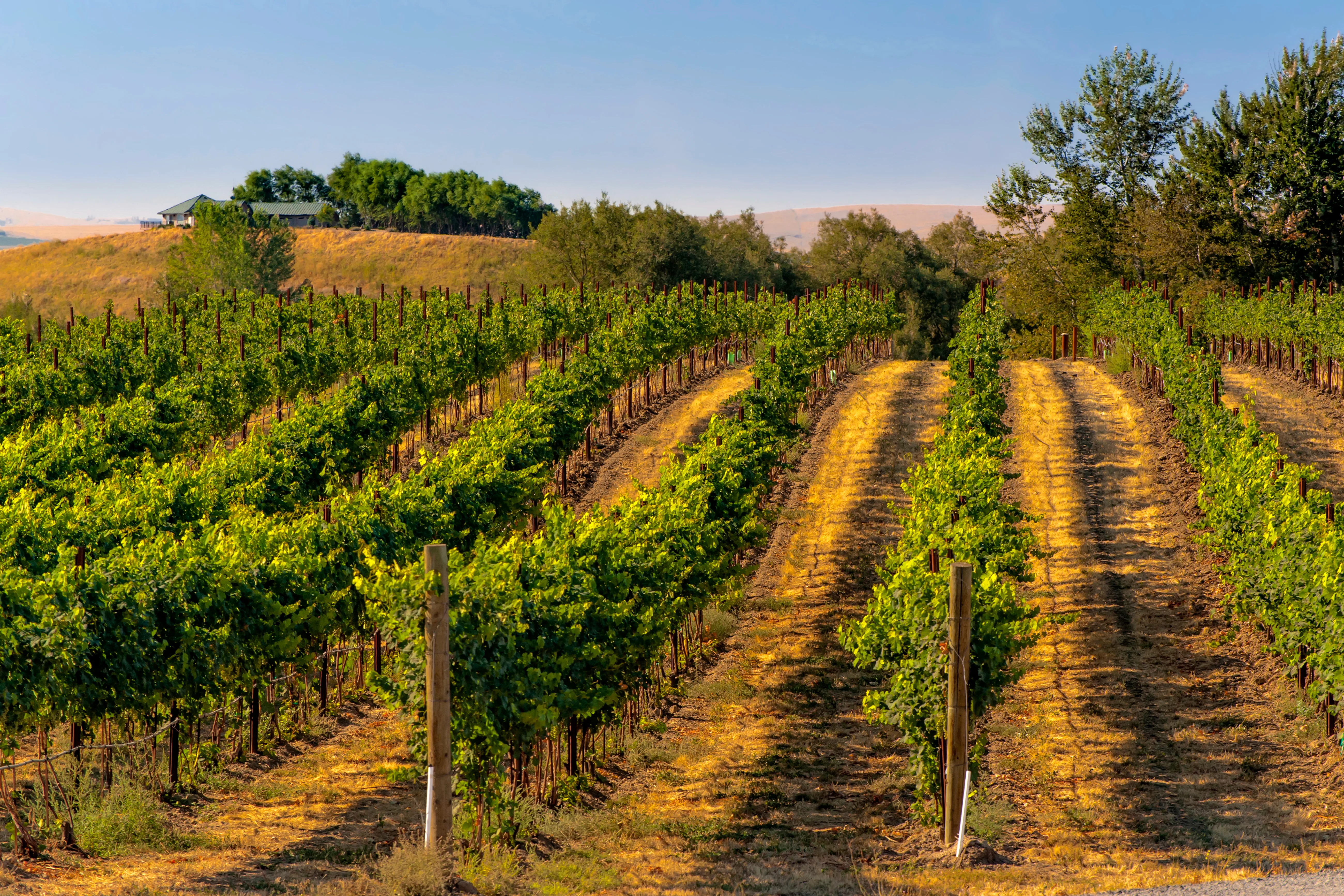 Walla Walla, Washington