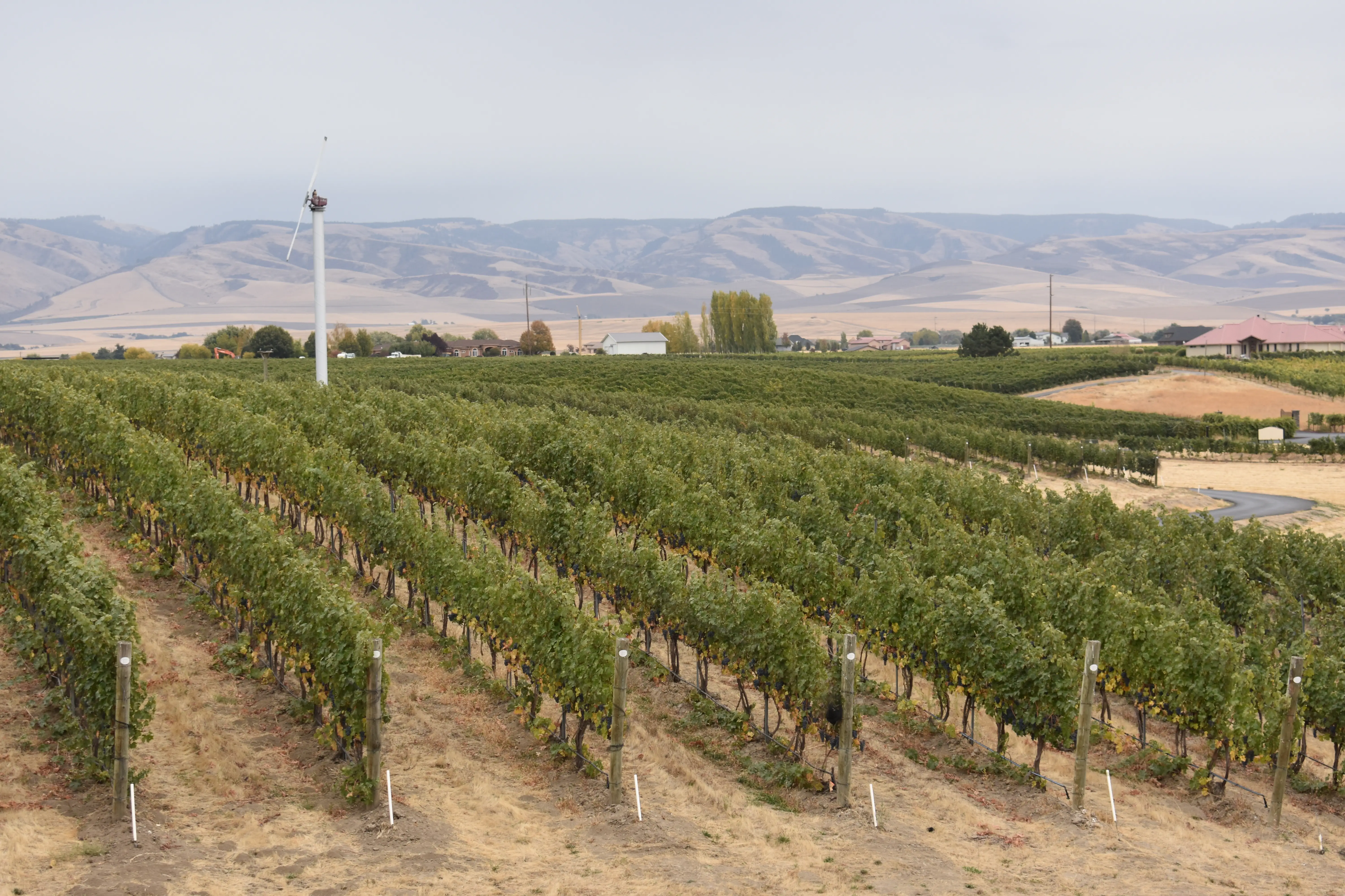 Walla Walla, Washington